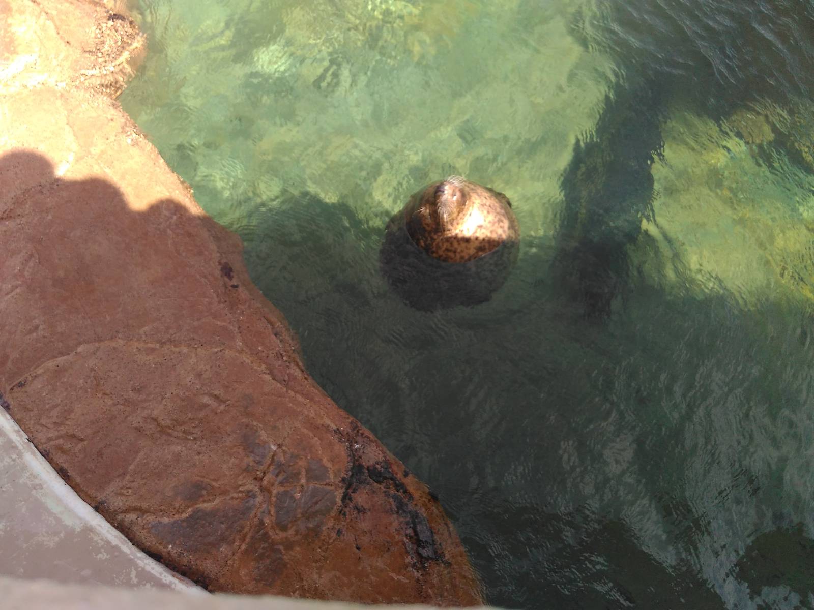 Kamogawa sea world-spotted seal
