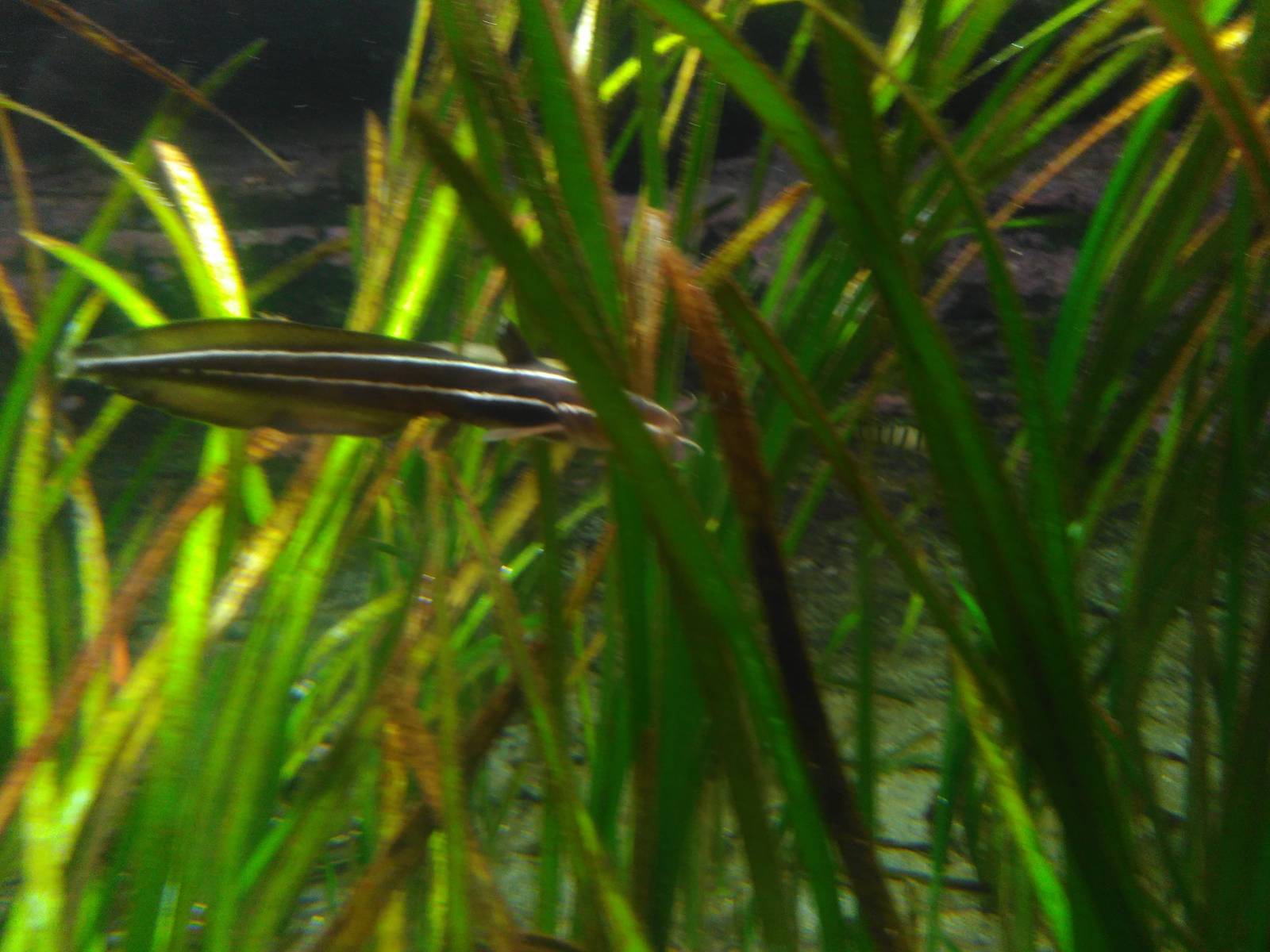 Kamogawa sea world-striped catfish