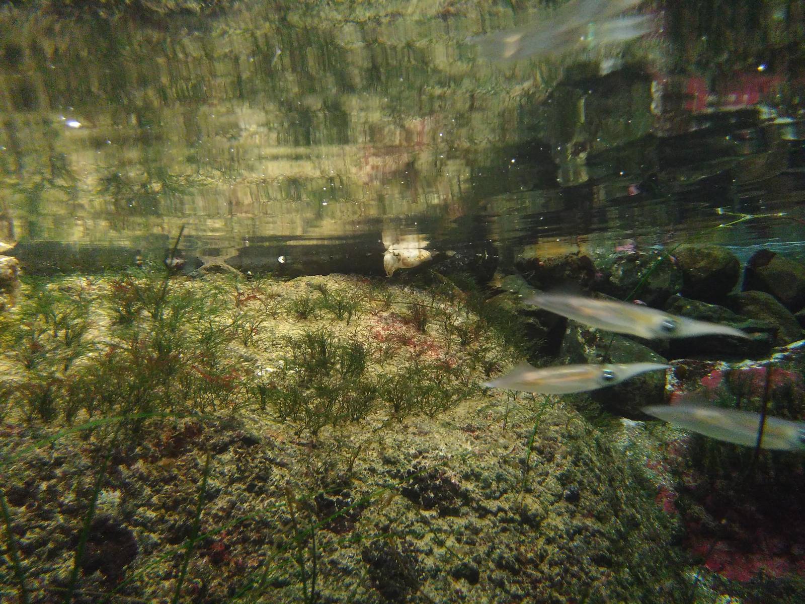 Kamogawa sea world-swordtip squid