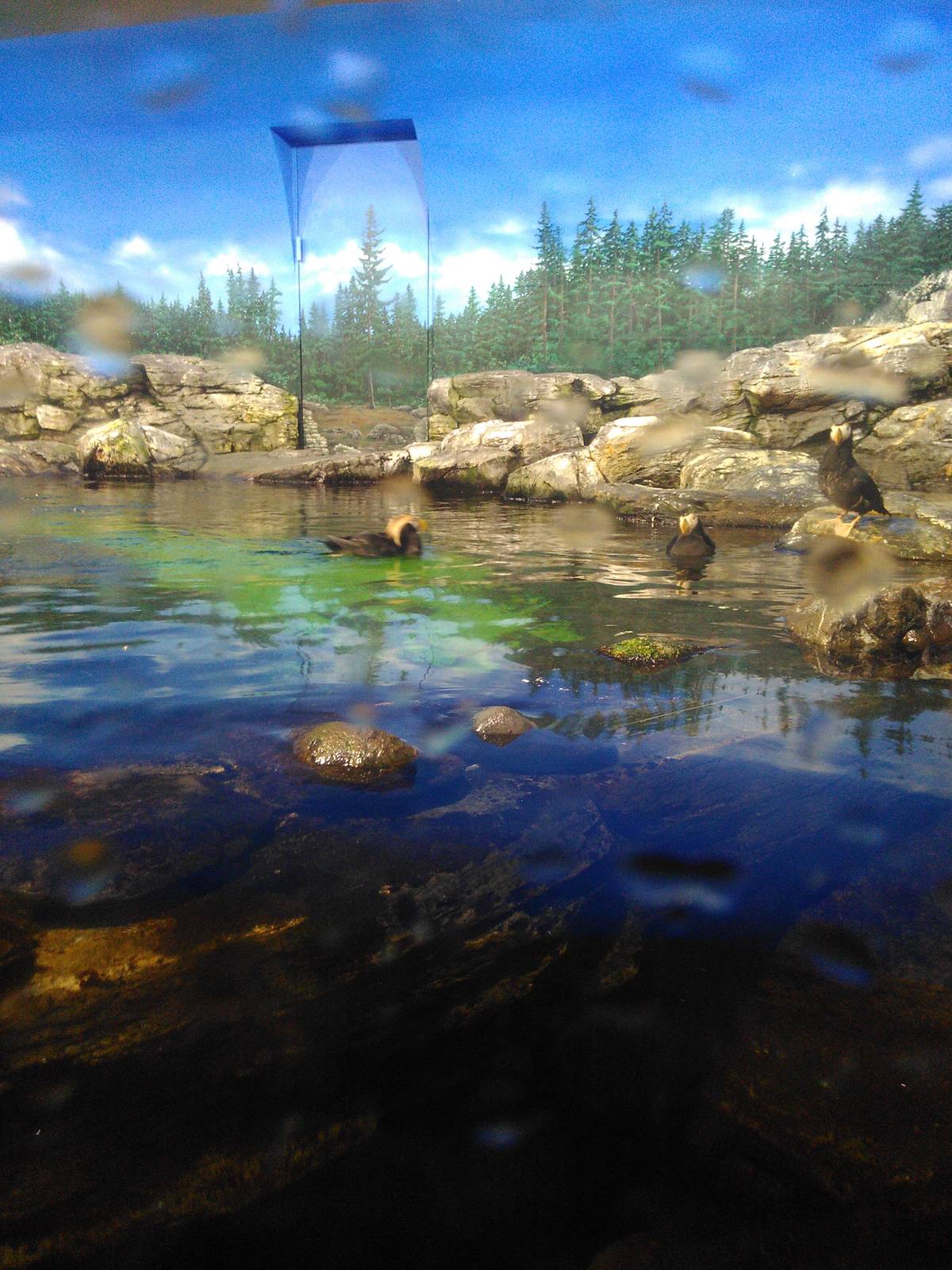 Kamogawa sea world-tufted puffin