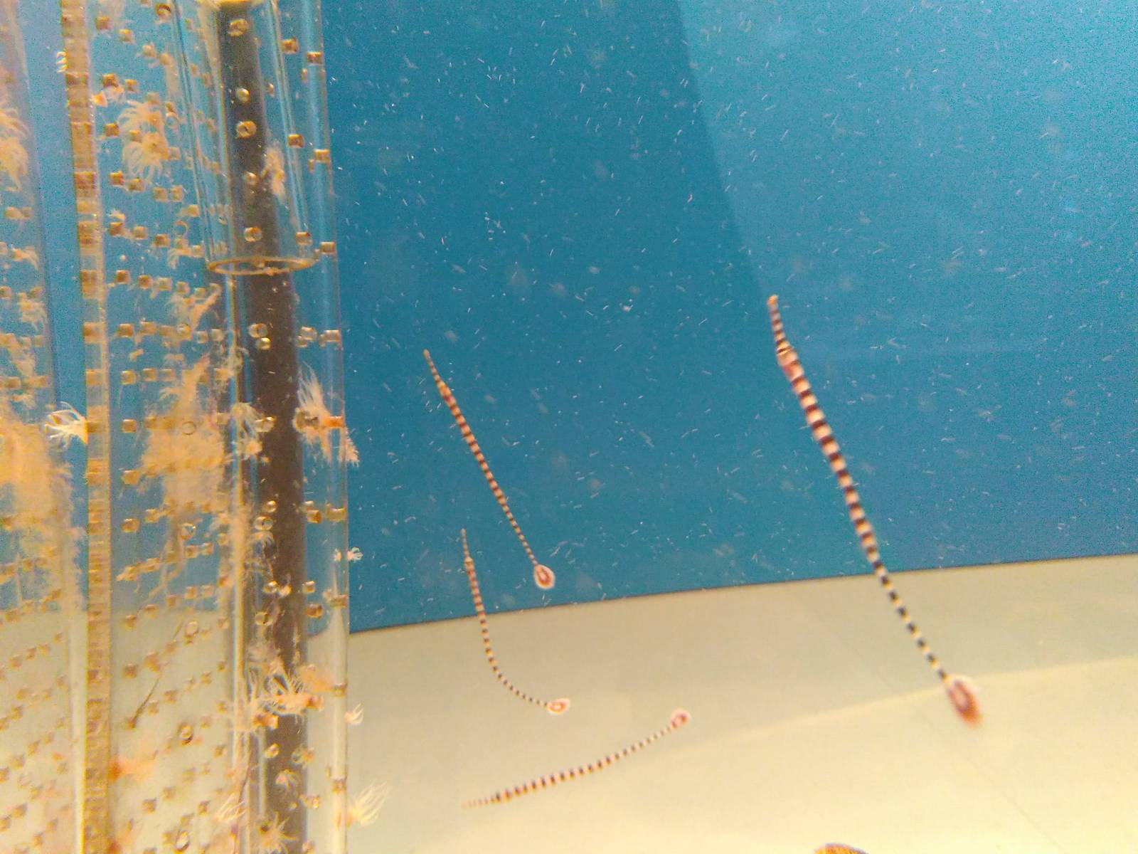 Kamogawa sea world-type of seahorse?