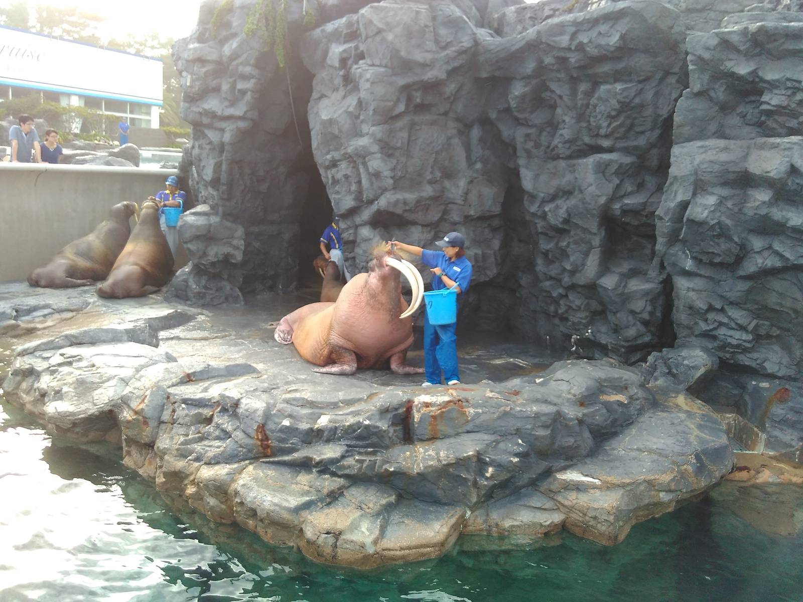 Kamogawa sea world-walrus with very long tusk