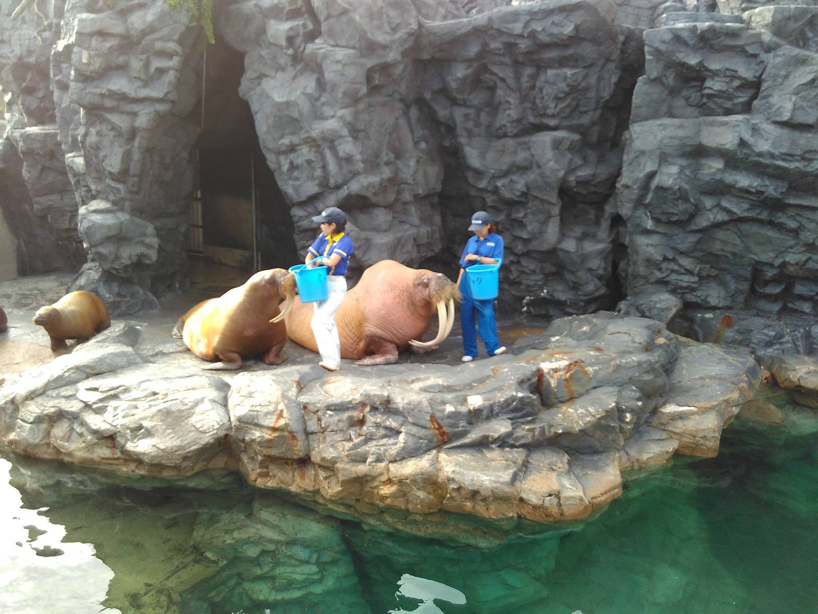 Kamogawa sea world-walrus with very long tusk