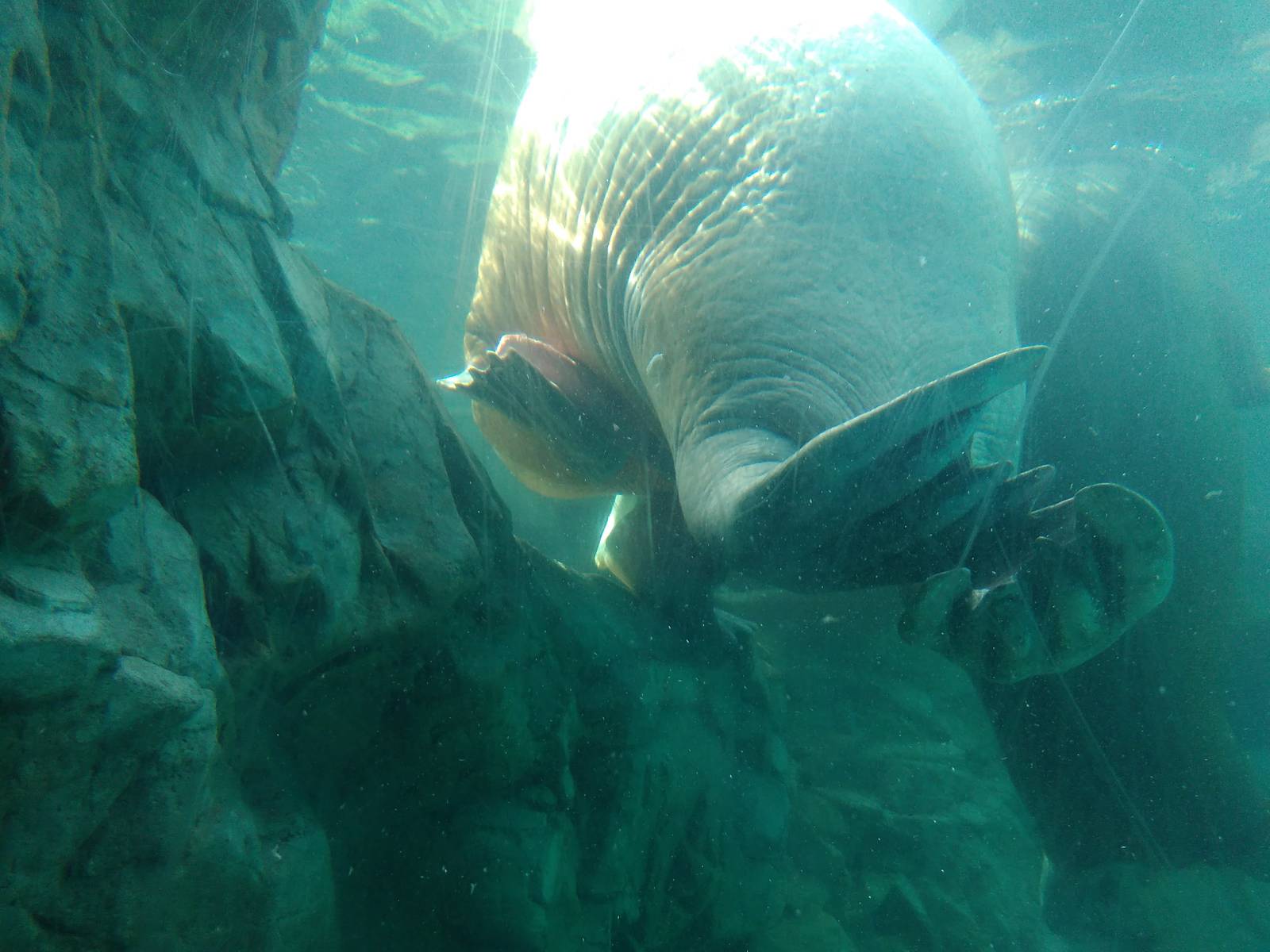 Kamogawa sea world-walrus