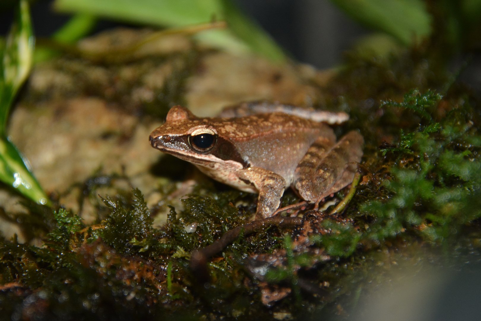 Kampira Falls frog (Nidirana okinavana)
