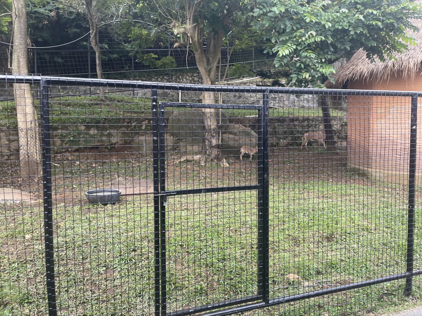 kampung satwa - barbary sheep exhibit