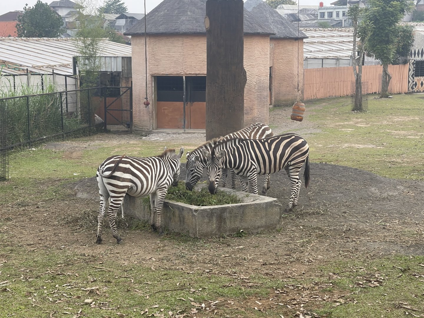 kampung satwa - burchell’s zebra (equus quagga burchellii)
