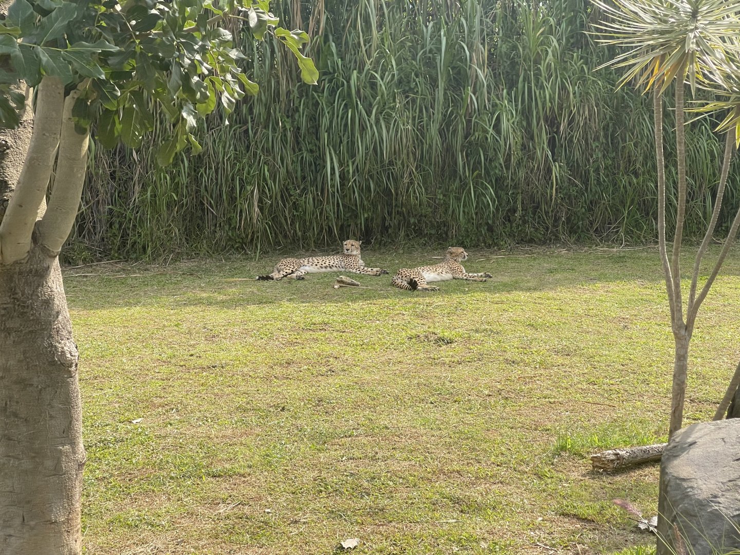 kampung satwa - cheetah (acinonyx jubatus)