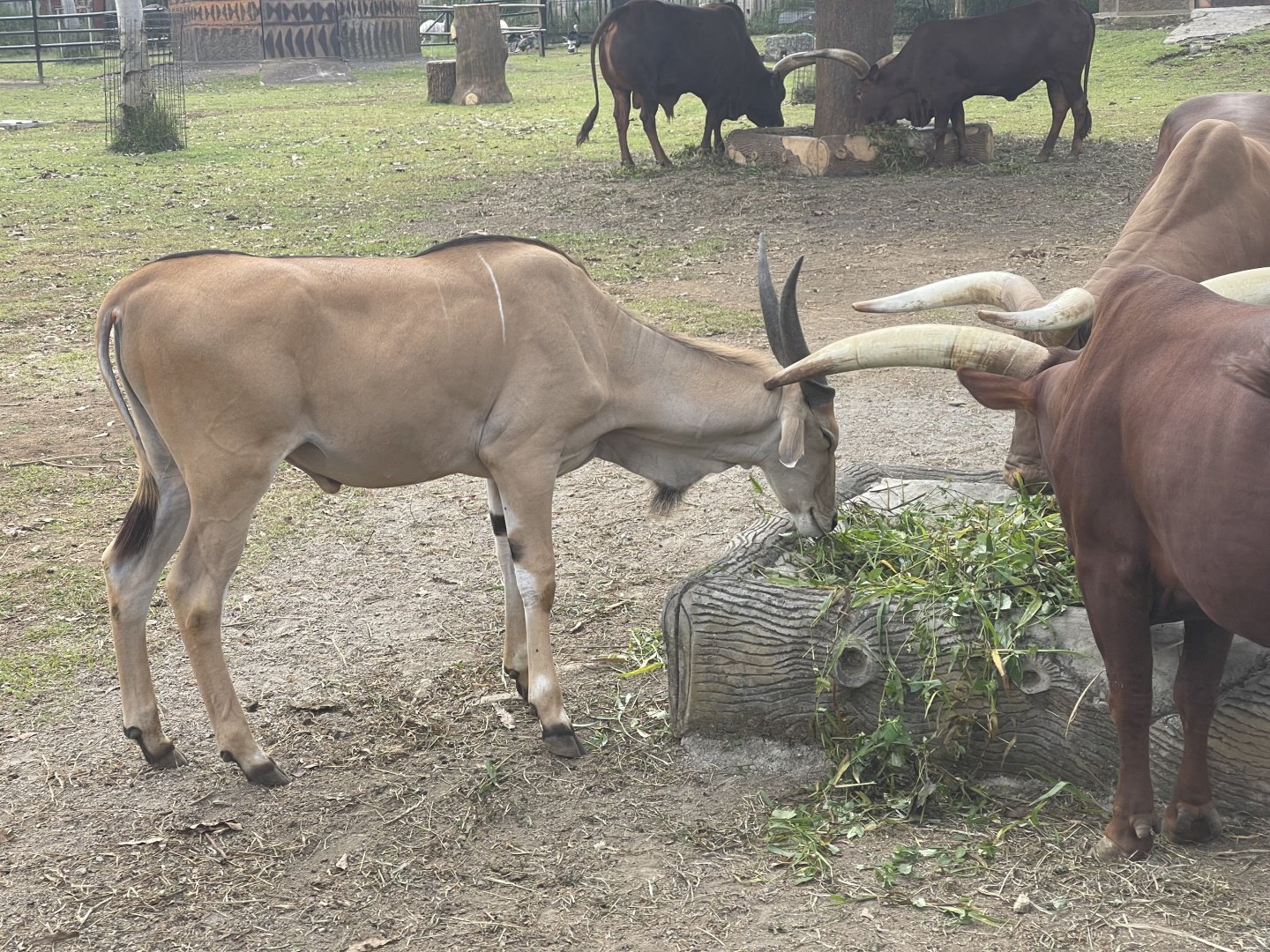 kampung satwa - common eland (taurotragus oryx) (1)