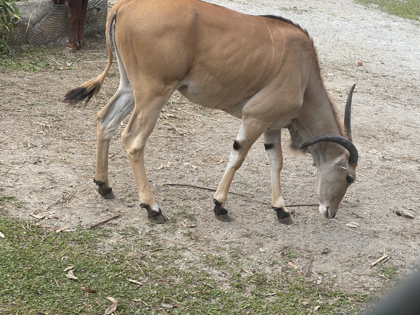 kampung satwa - common eland (taurotragus oryx) (2)