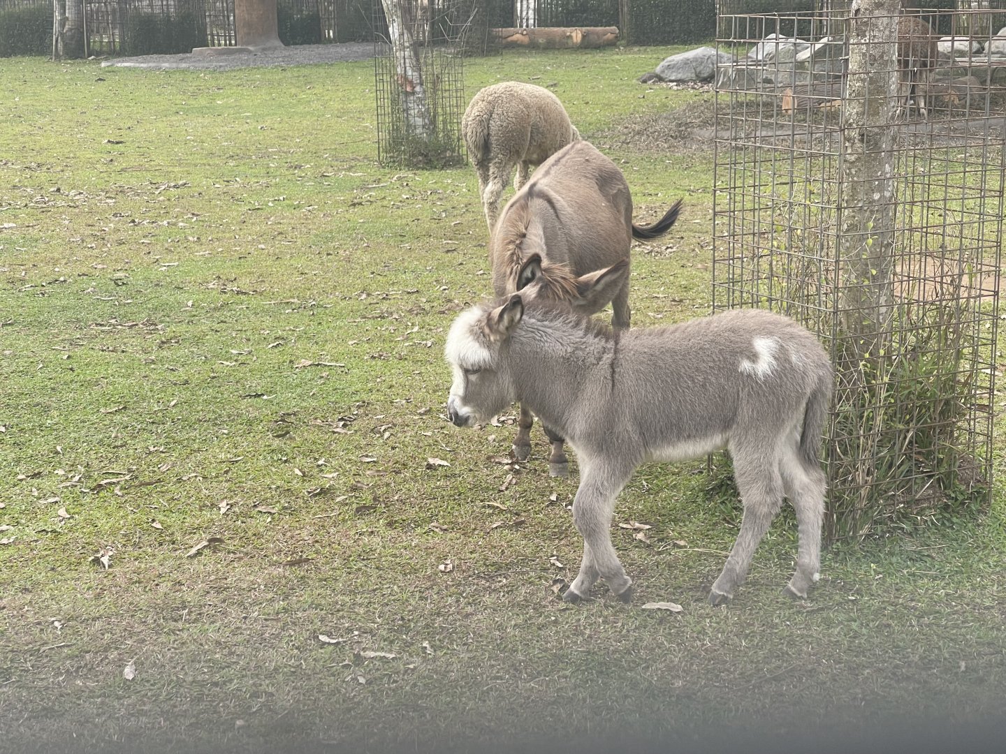 kampung satwa - donkey (equus africanus asinus)