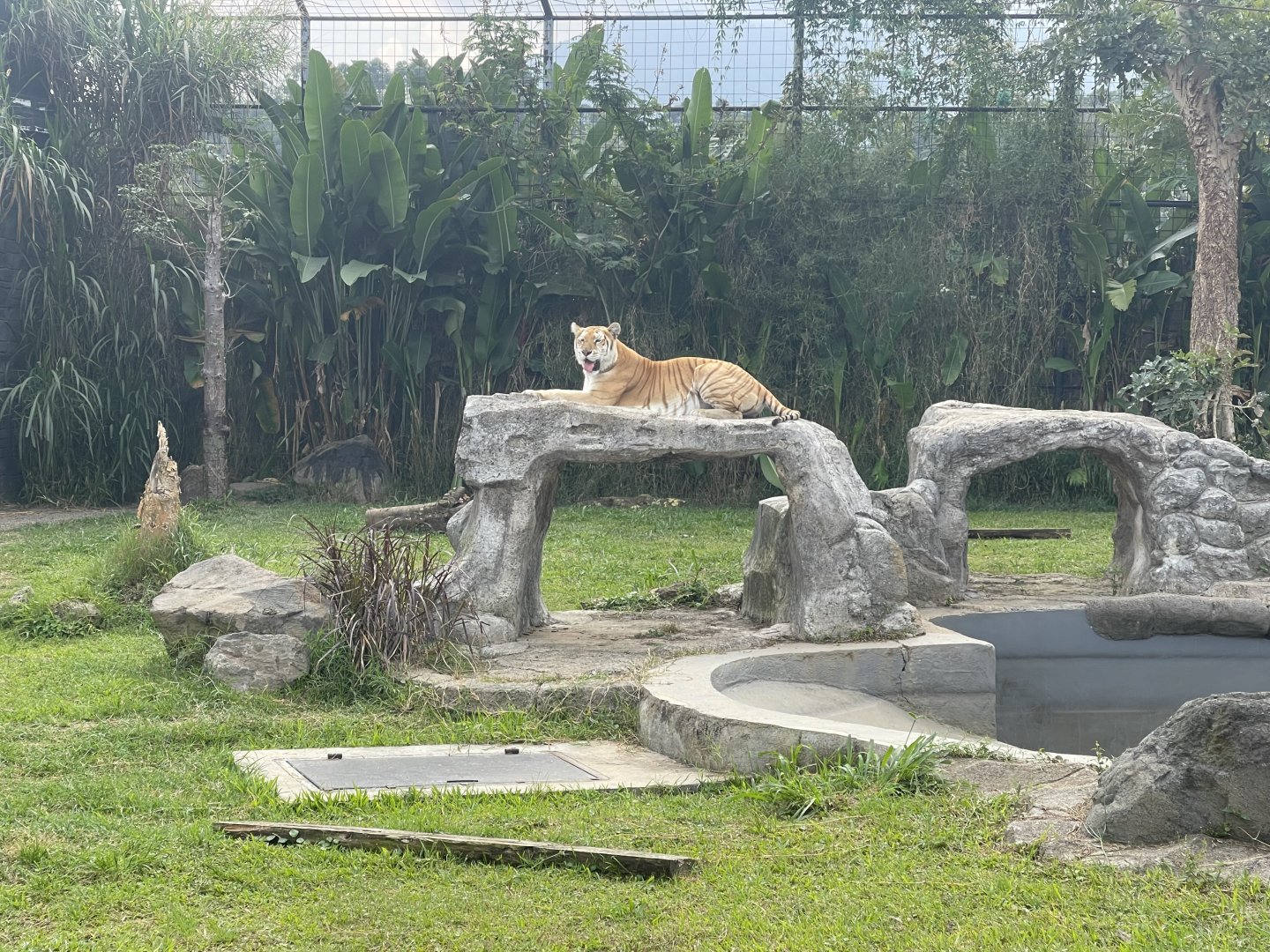 kampung satwa - golden tabby tiger (panthera tigris tigris)