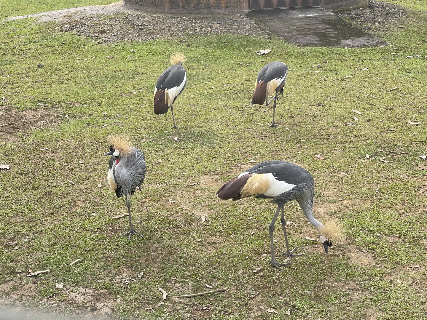 kampung satwa - grey crowned crane (balearica regulorum)