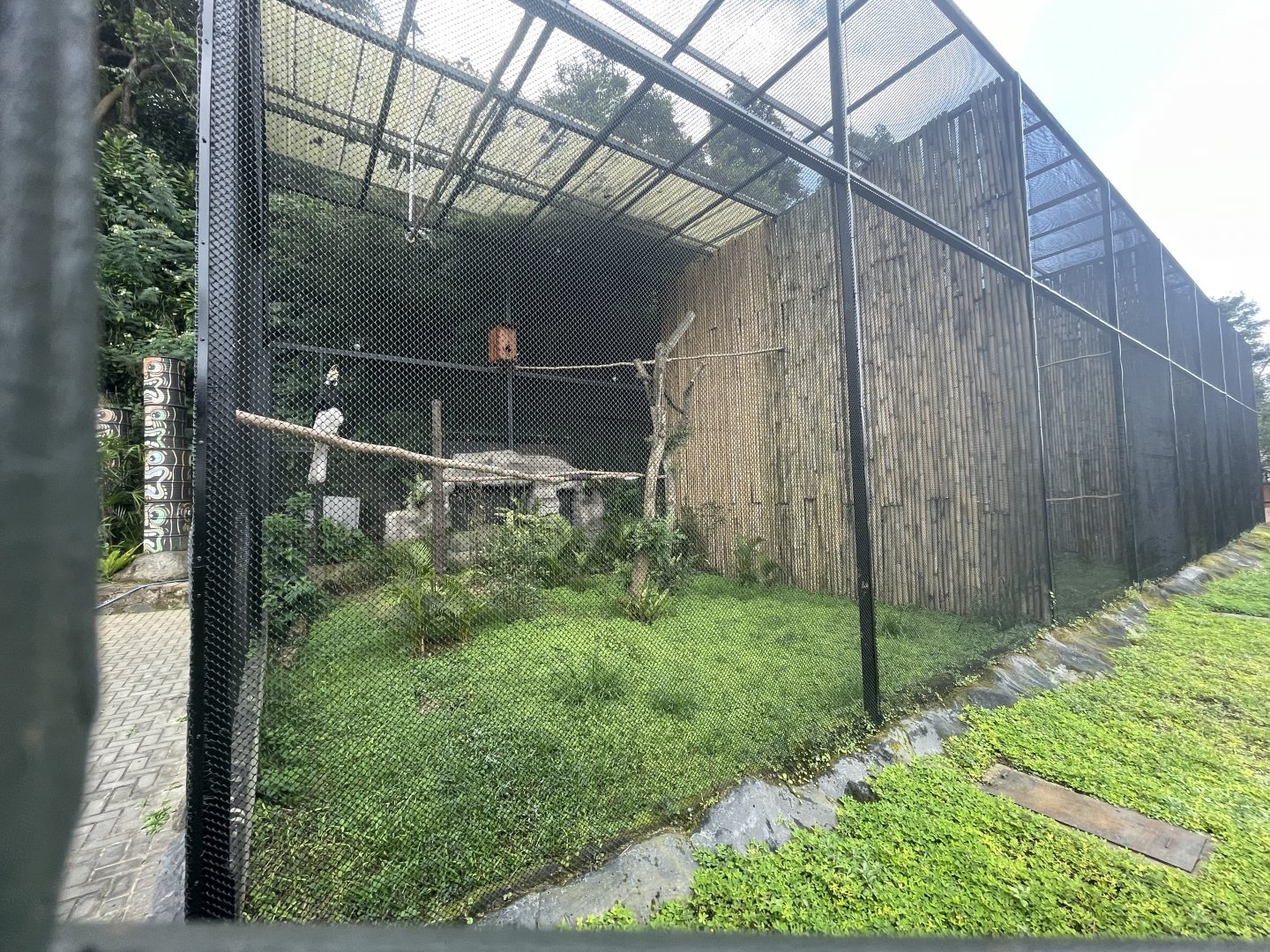 kampung satwa - oriental-pied hornbill exhibit