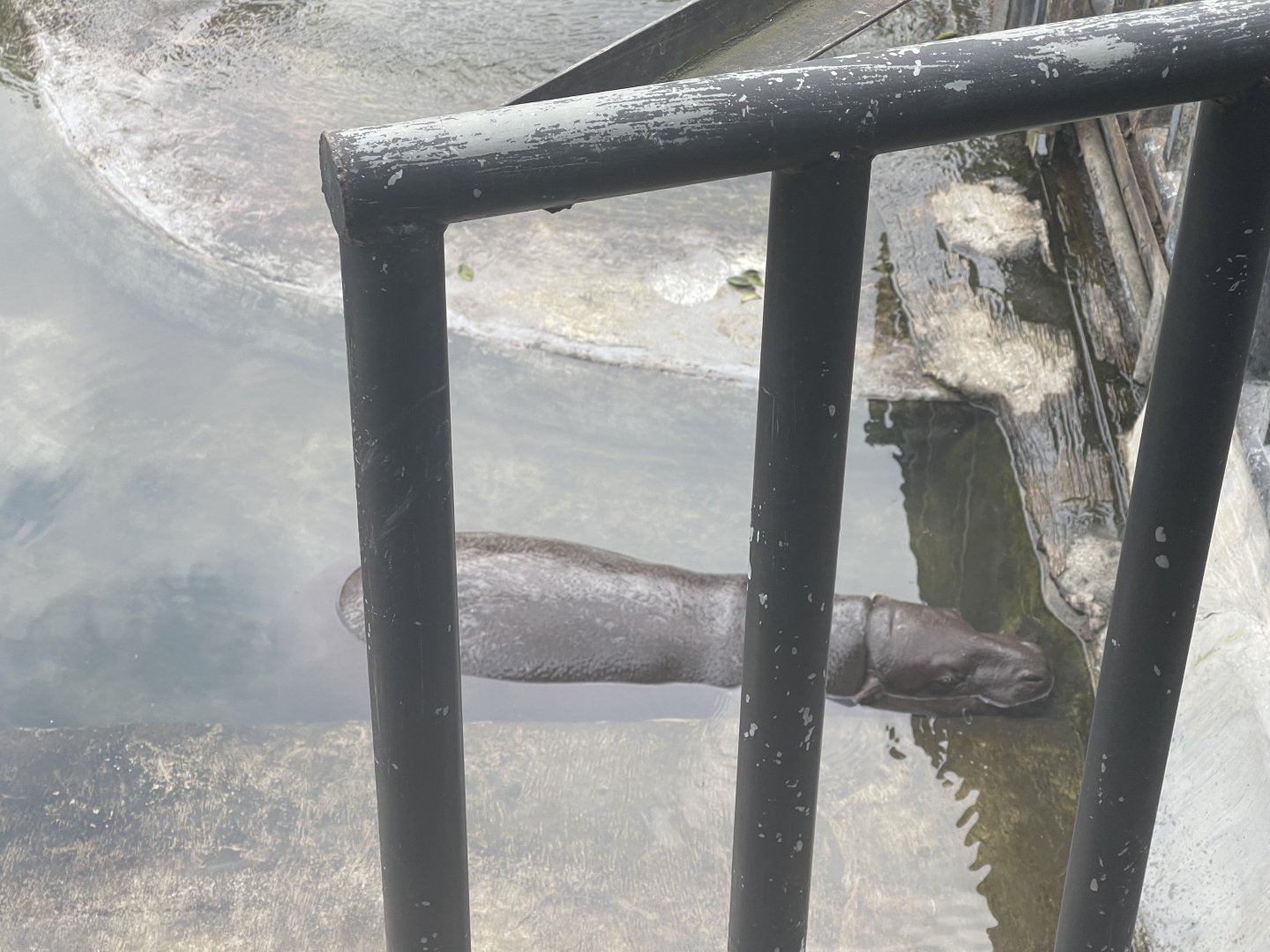 kampung satwa - pygmy hippopotamus (choeropsis liberiensis)