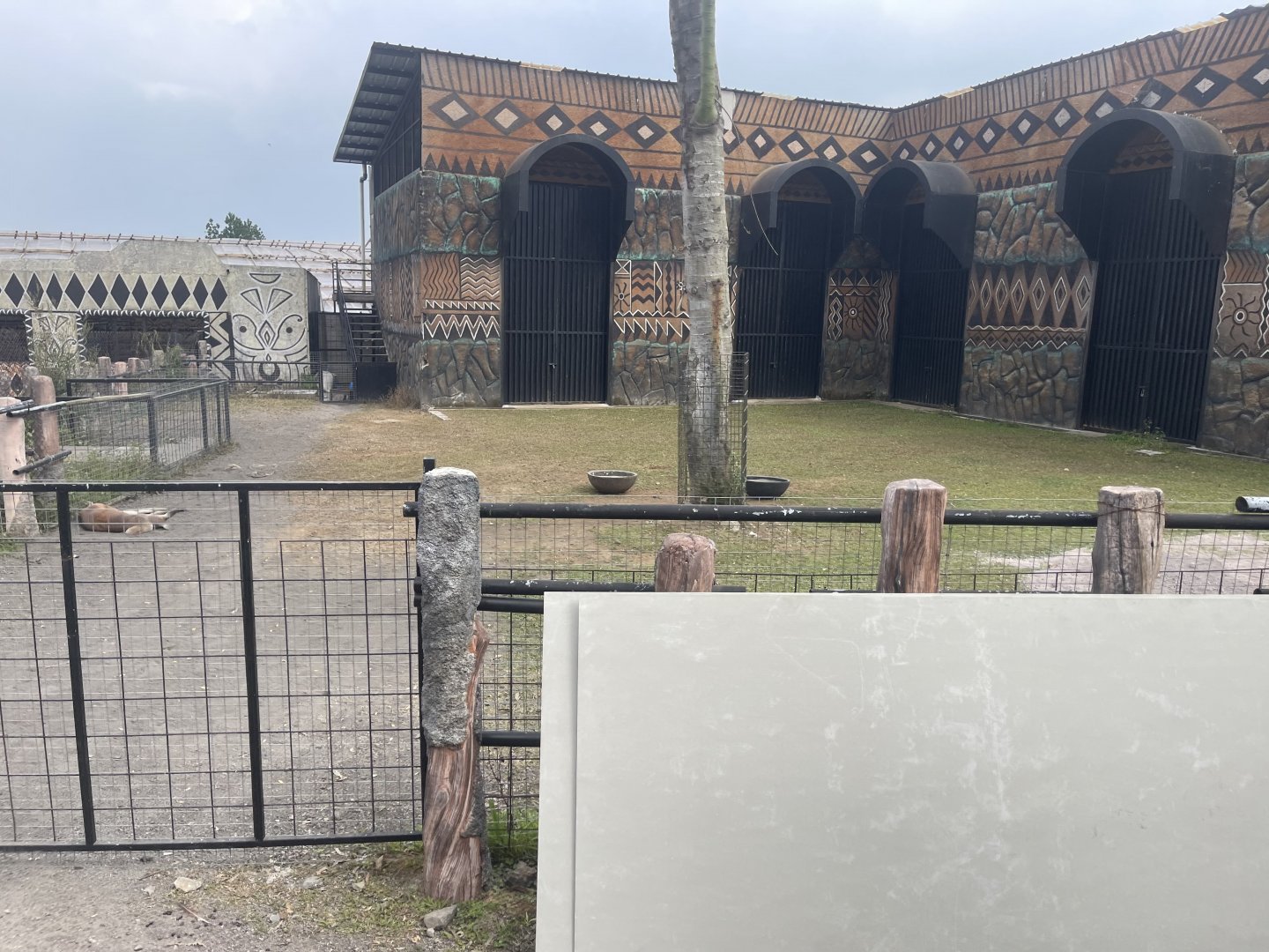 kampung satwa - red kangaroo exhibit