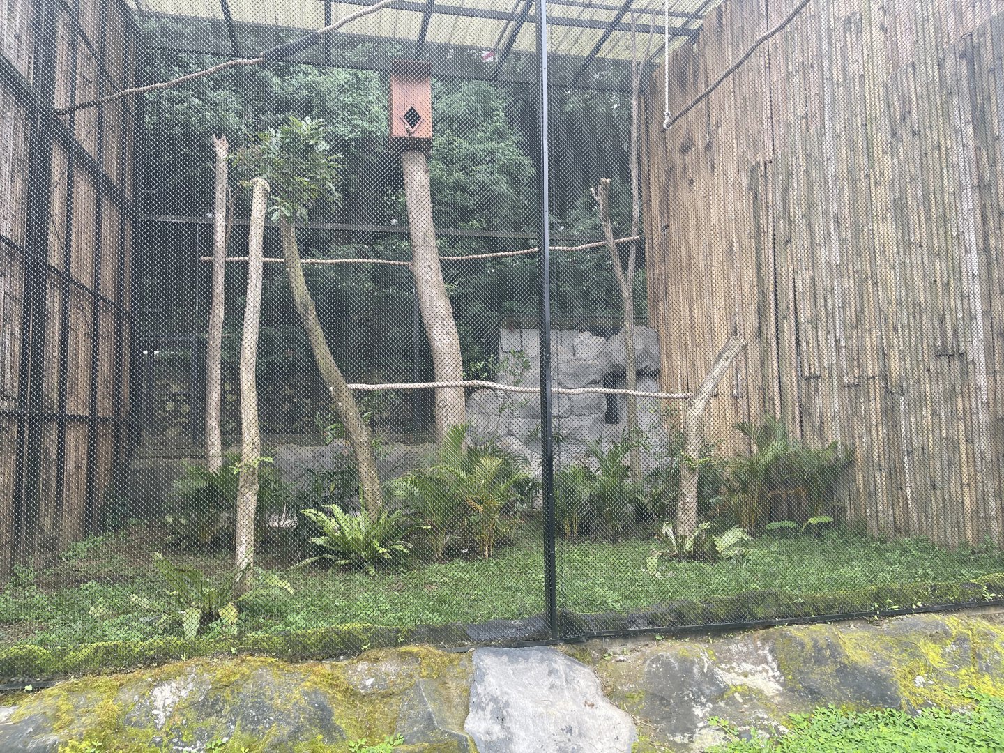 kampung satwa - rhinoceros hornbill exhibit