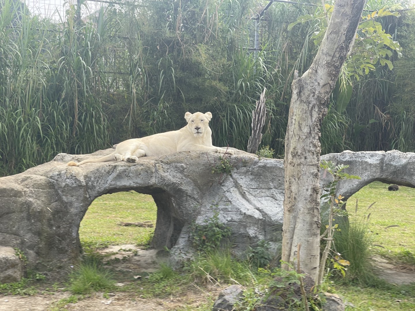 kampung satwa - white lion (panthera leo) (1)