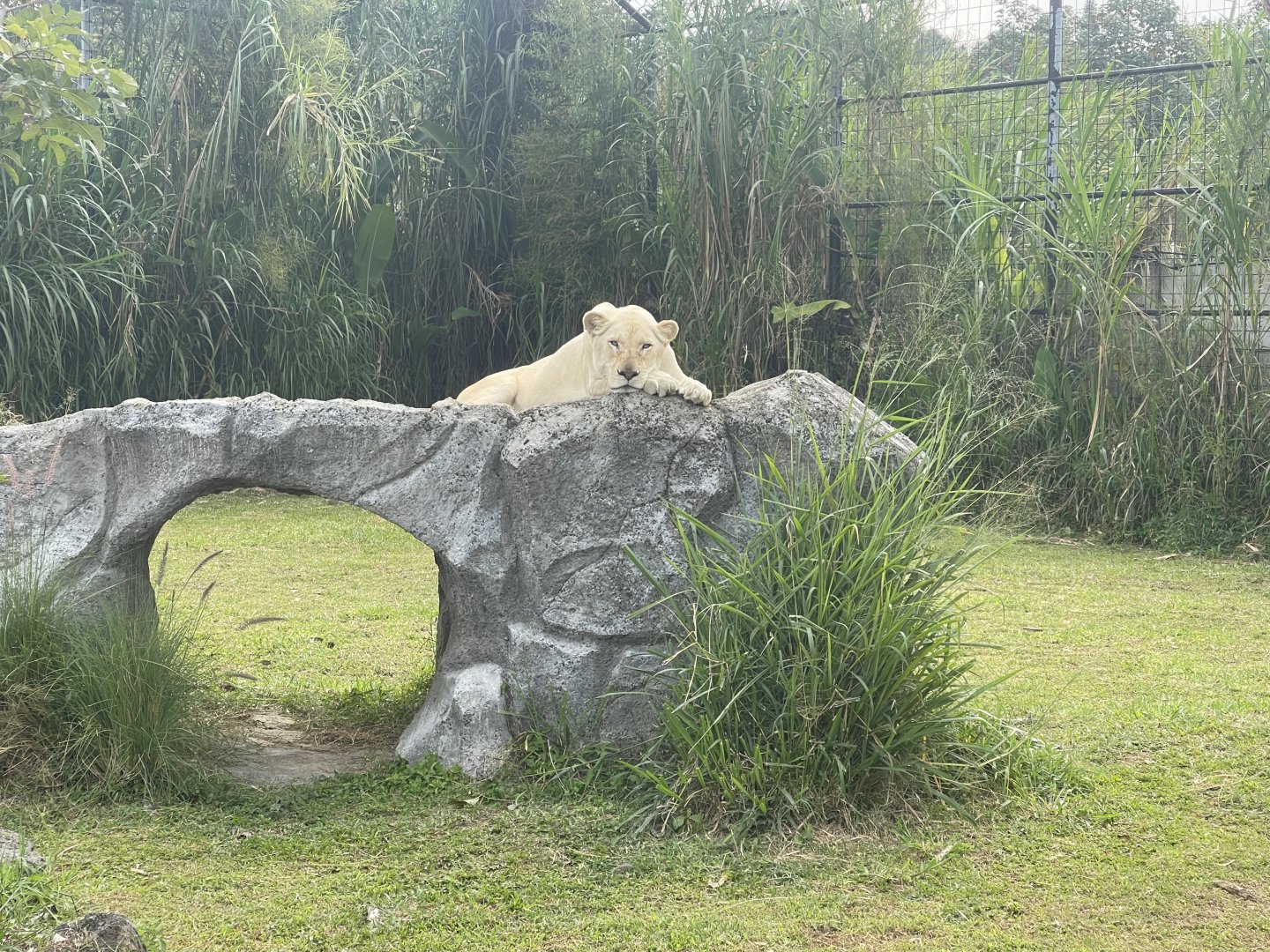 kampung satwa - white lion (panthera leo) (2)