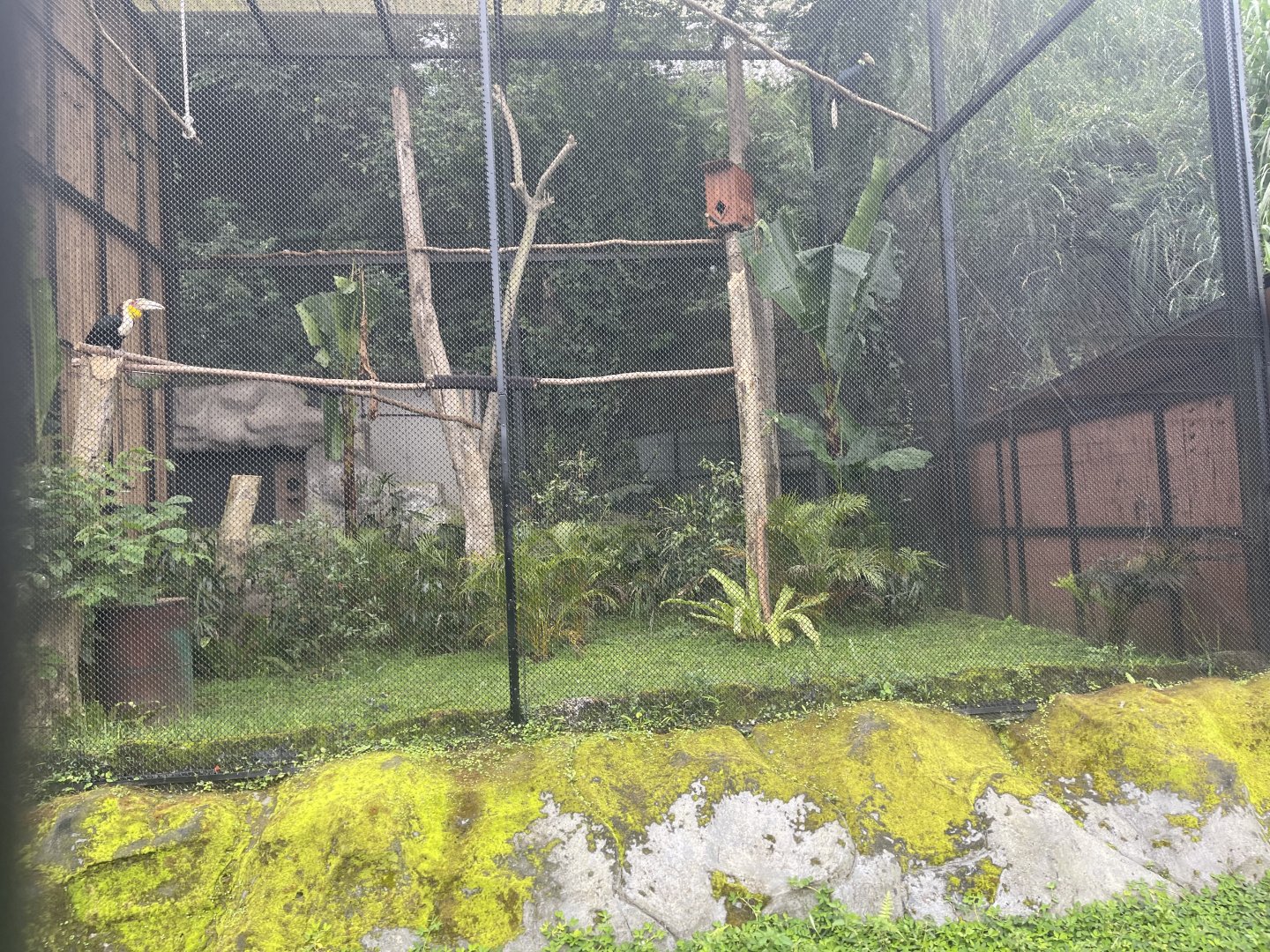 kampung satwa - wreathed horbill exhibit