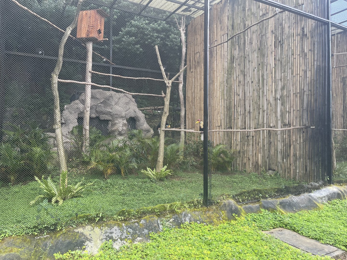 kampung satwa - wrinkled hornbill exhibit