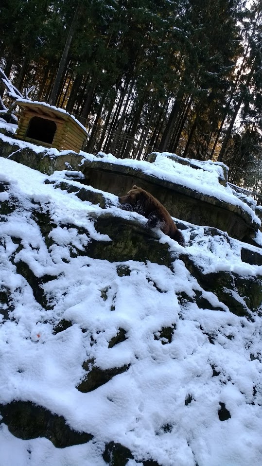 Kamschatka Bear lying in the Snow- 2017