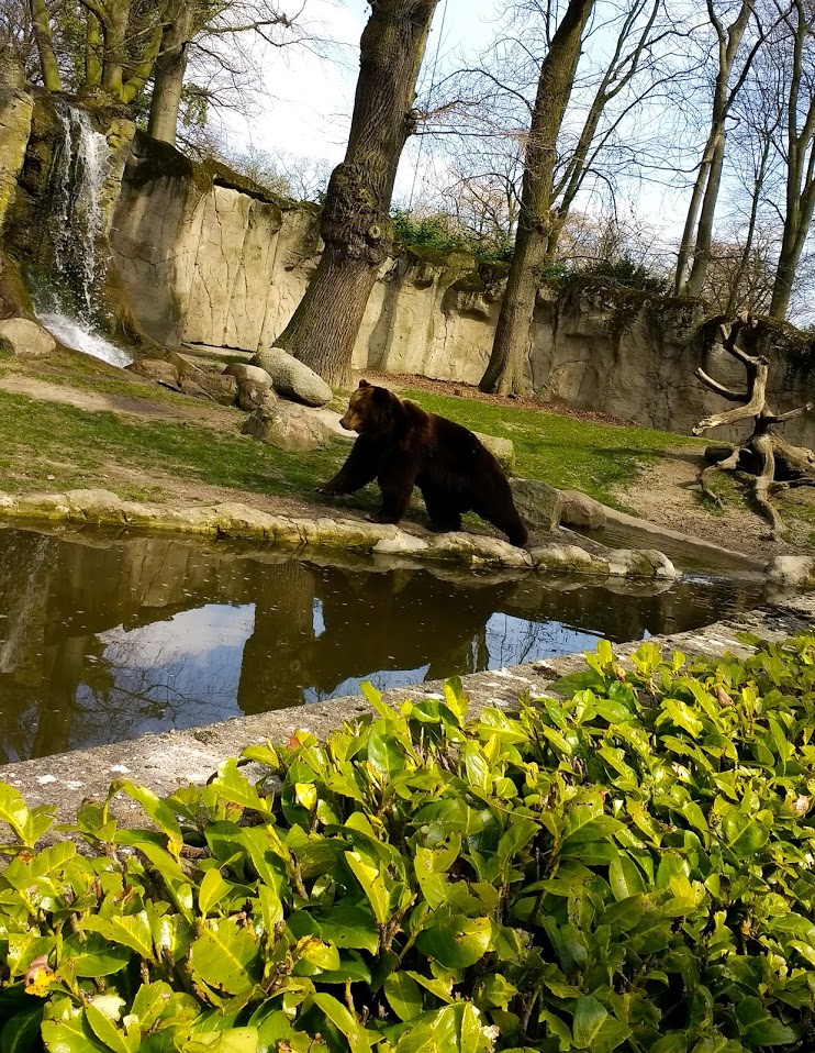 Kamschatka Bear running in his enclosure