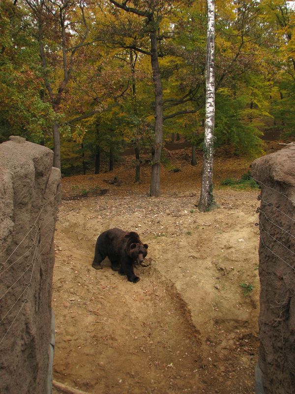 Kamtschatka bear enclosure