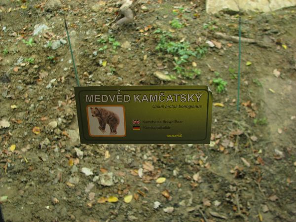 Kamtschatka bear enclosure