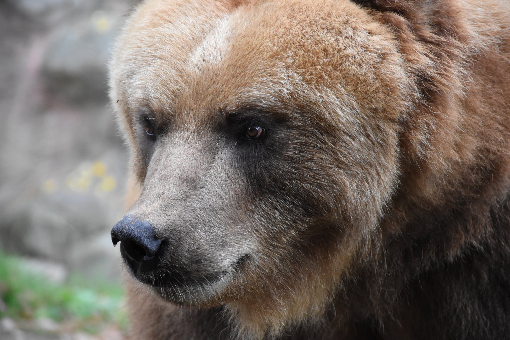 Kamtschatkan brown bear