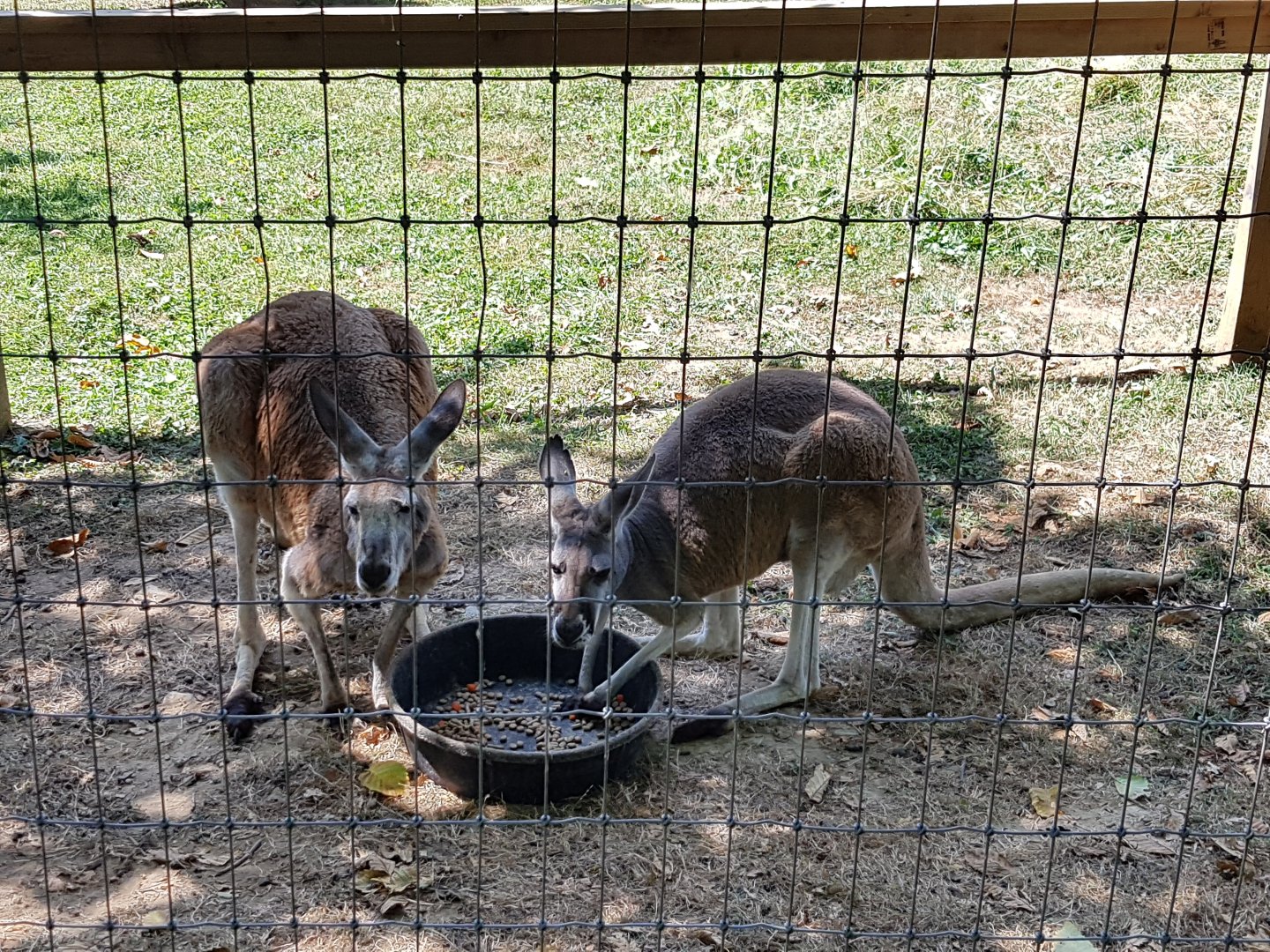 Kamu & Kira - Red Kangaroos