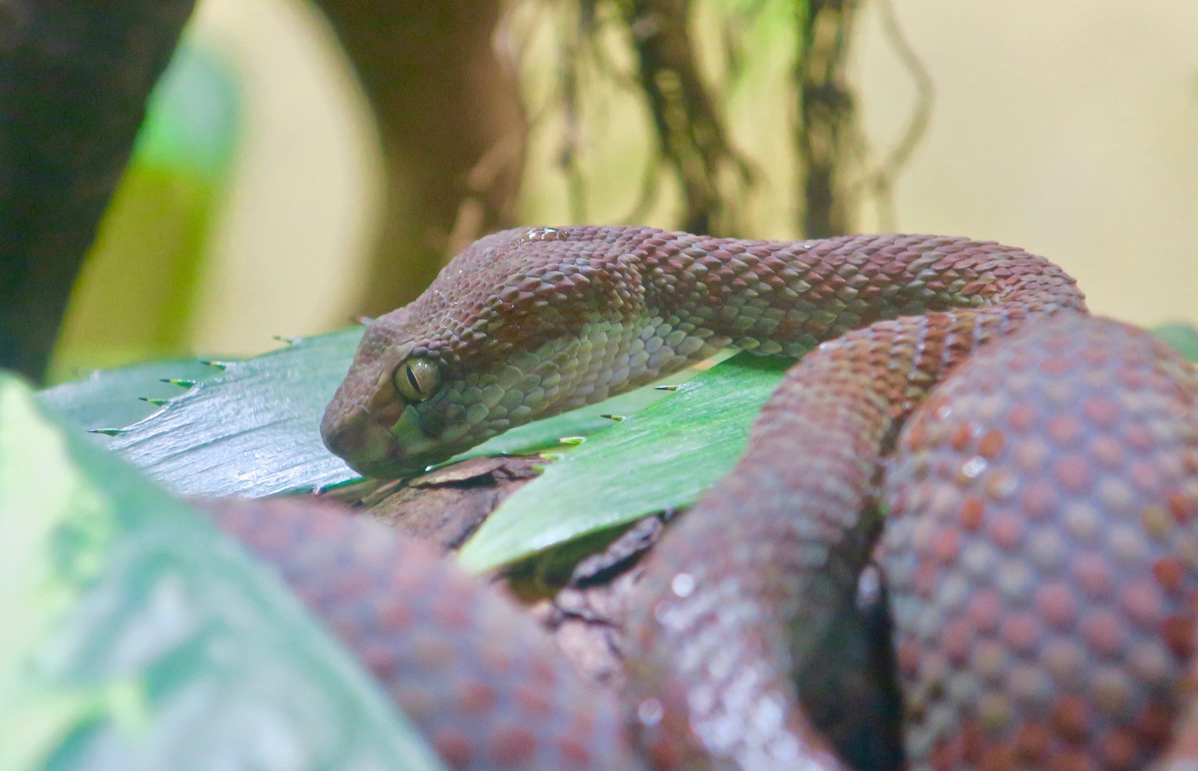 Kanburi Pit Viper (Trimeresurus kanburiensis)
