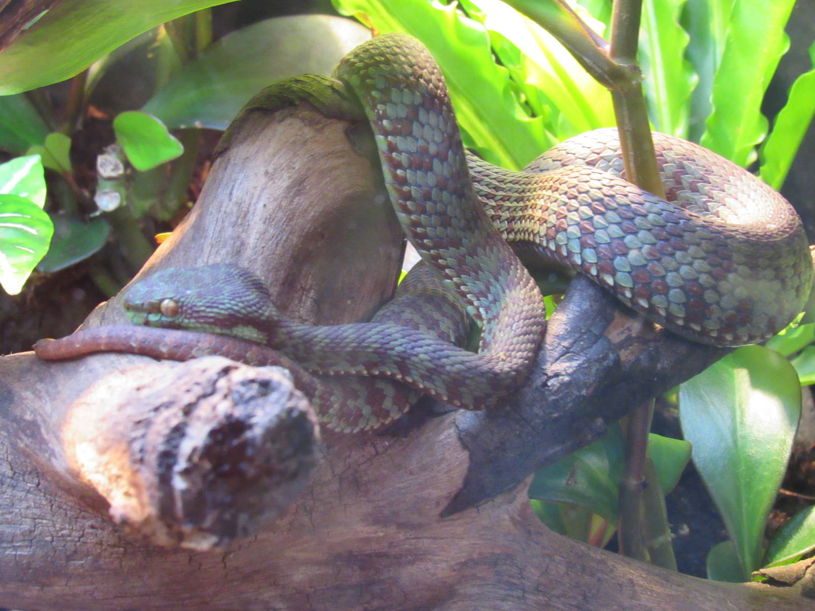Kanburi Pit Viper