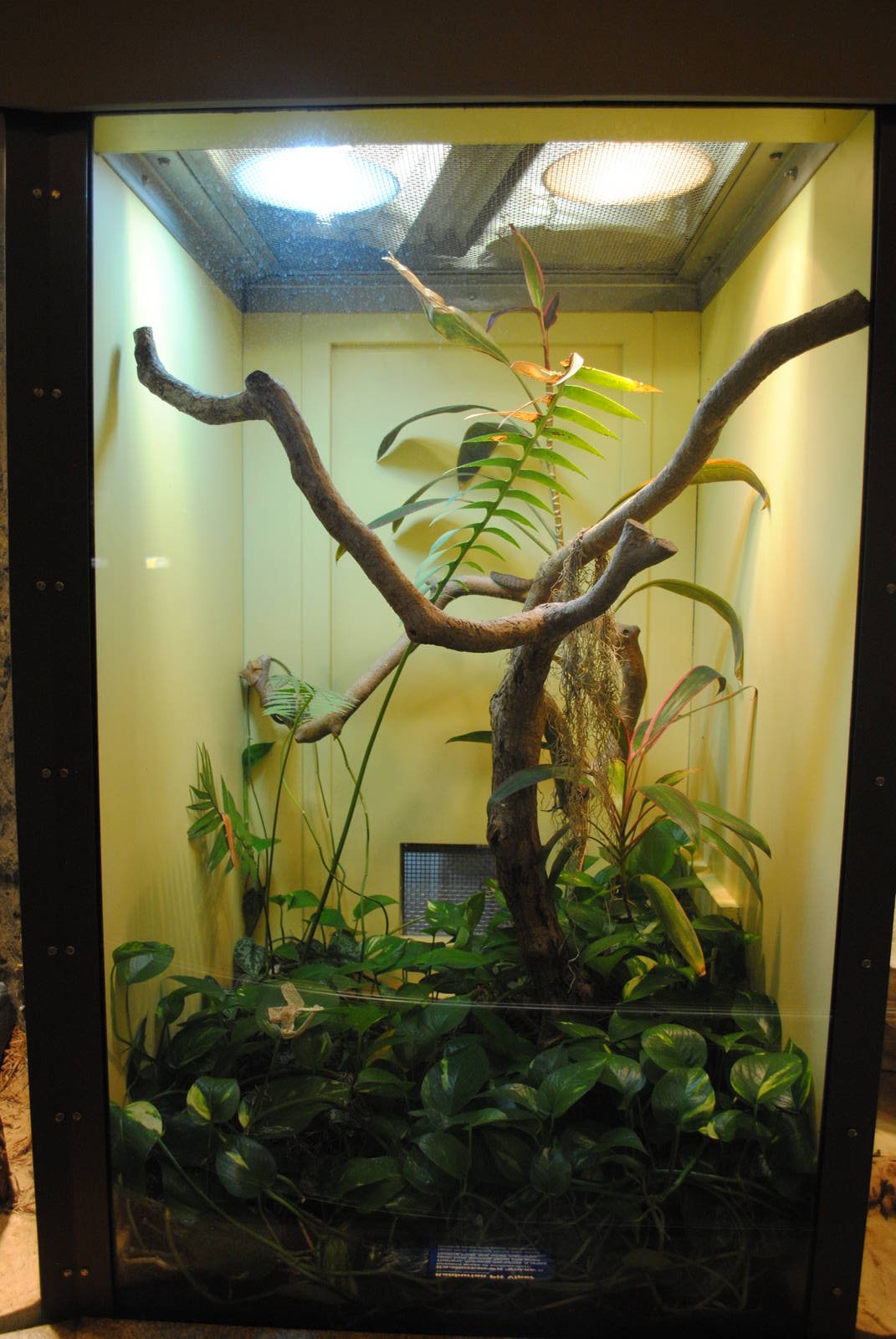 Kanburian Pit-Viper exhibit