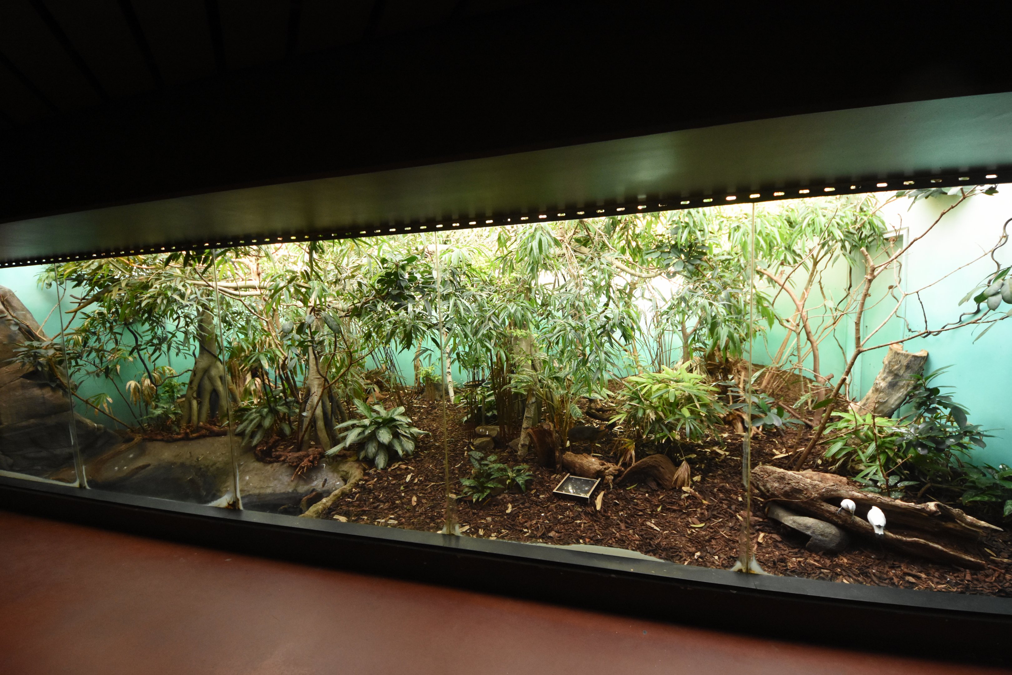 Kanchil & Hermit crab enclosure