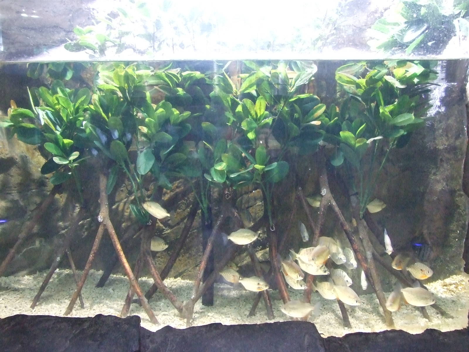 Kandelia candel and fish