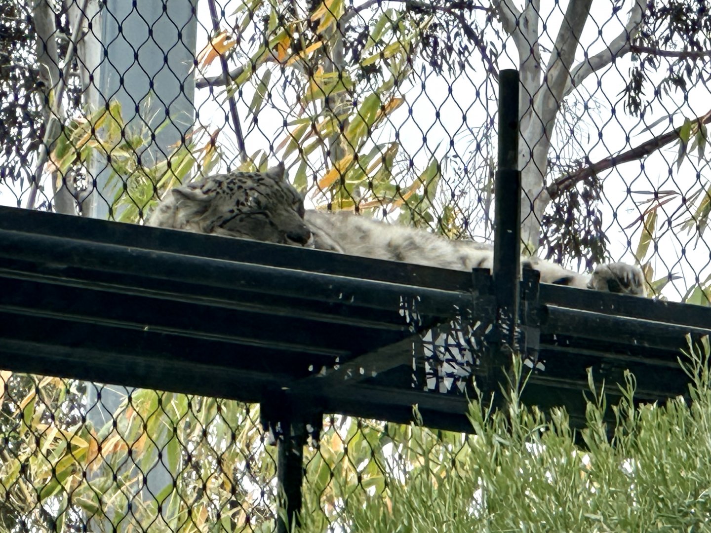 Kang Ju (male Snow leopard)