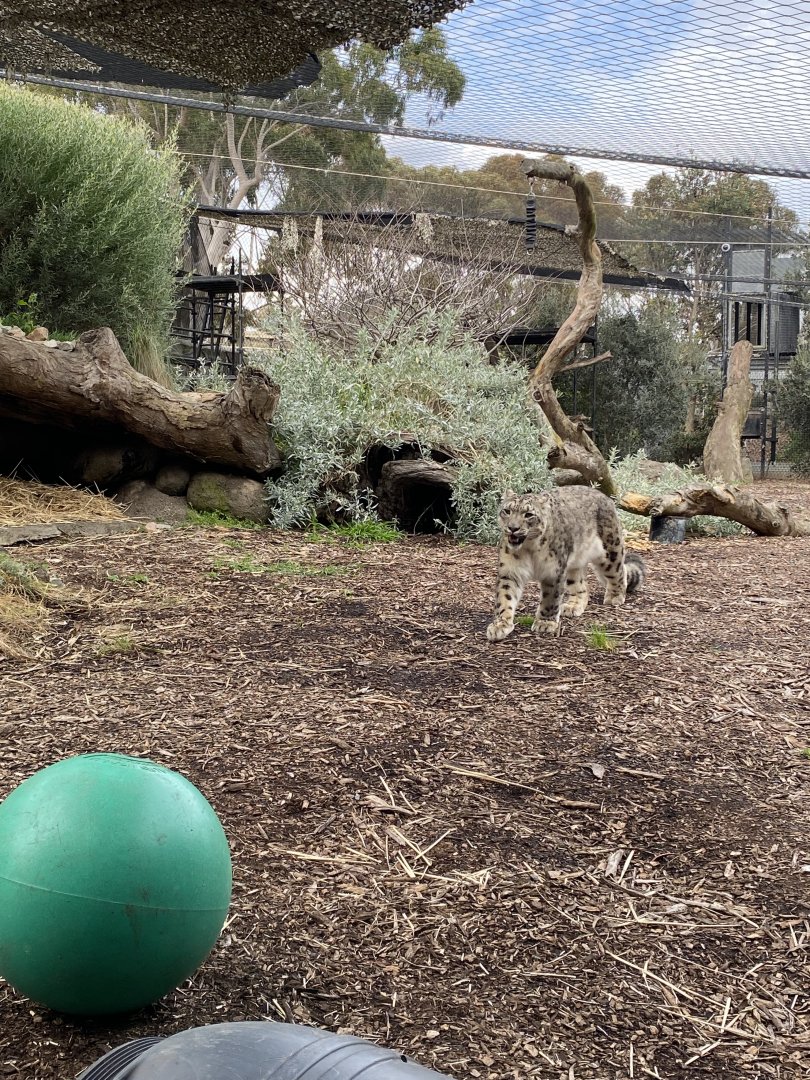 Kang Ju - male Snow Leopard