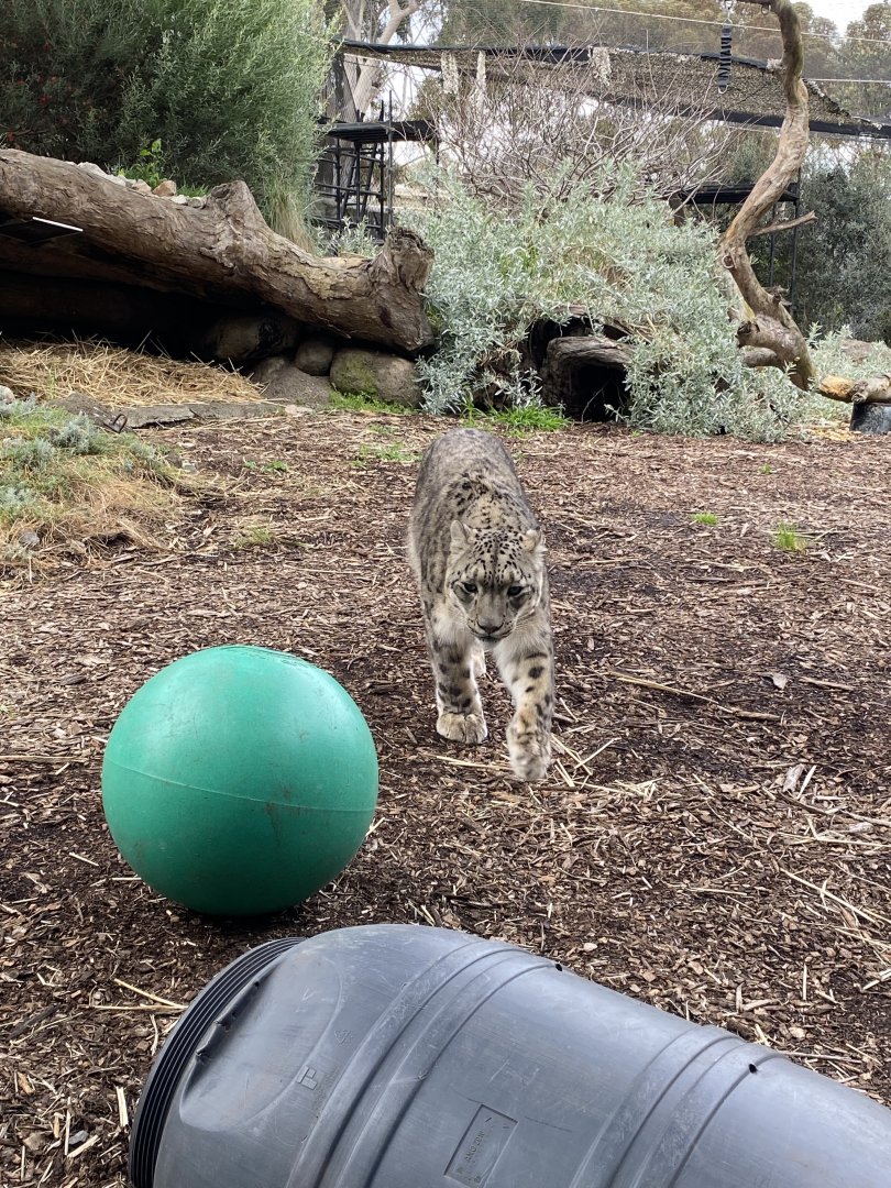 Kang Ju- male Snow Leopard