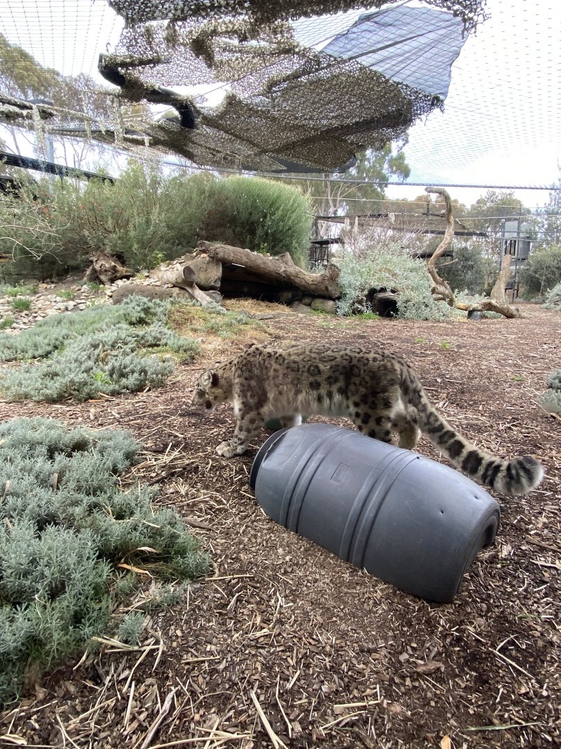 Kang Ju - male Snow Leopard