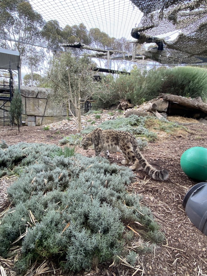 Kang Ju - male Snow Leopard