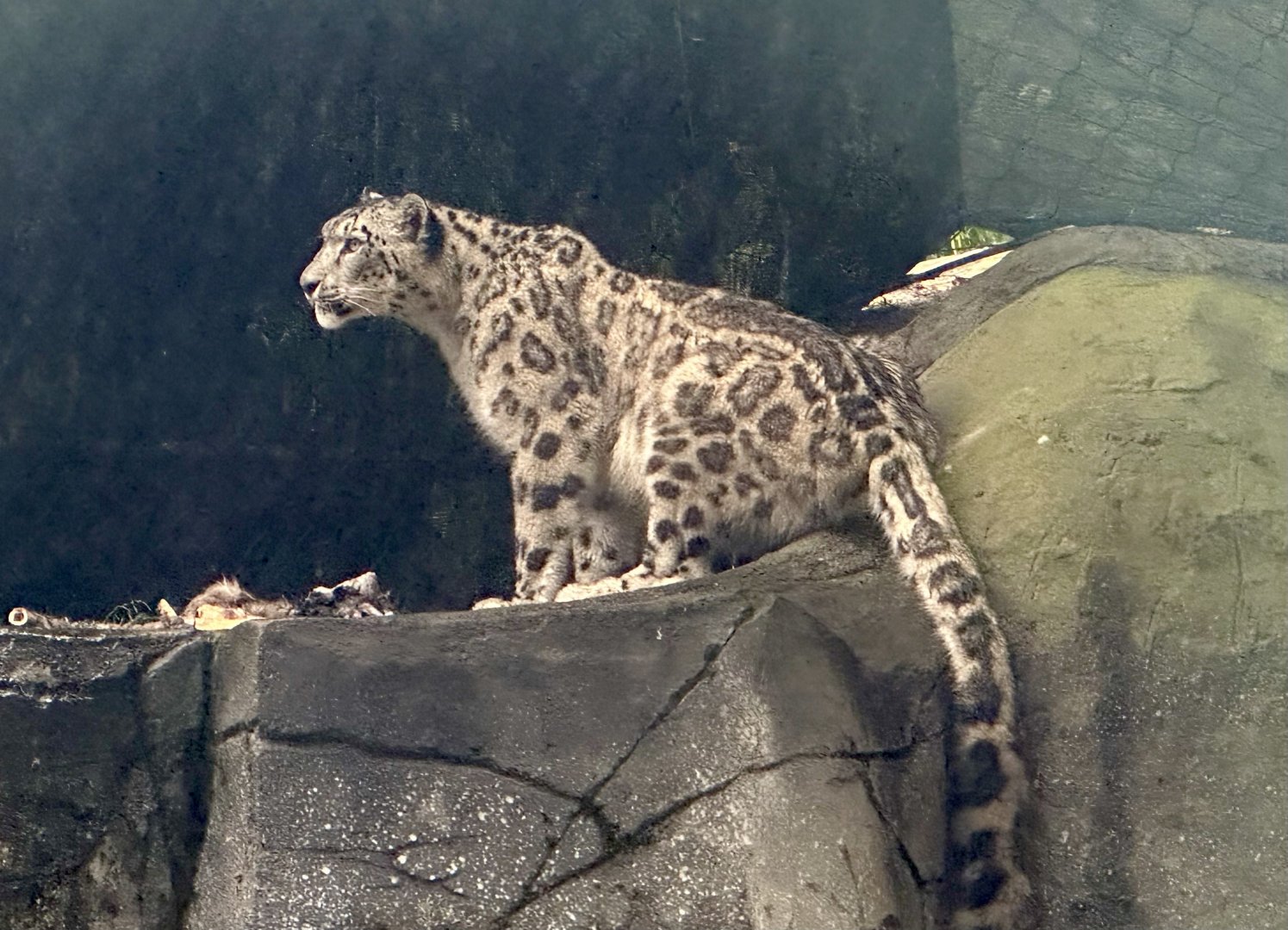 Kang Ju (Snow Leopard)