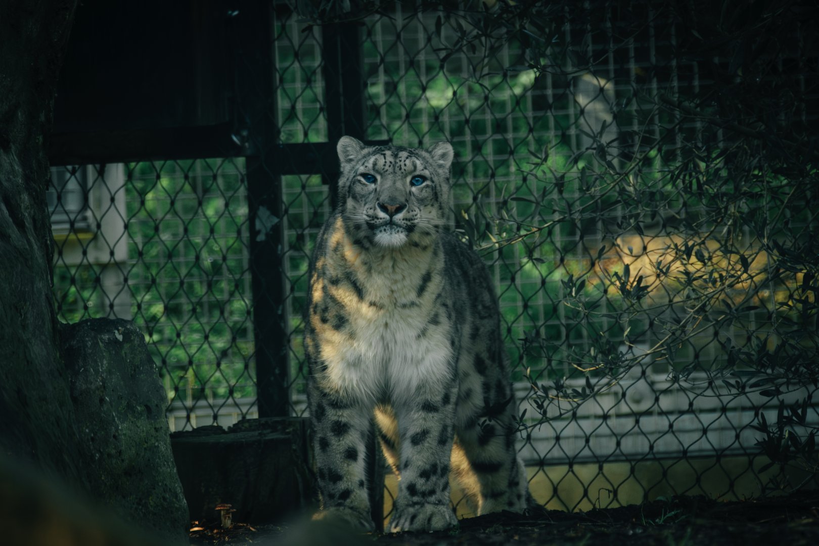 Kang Ju (Snow Leopard)