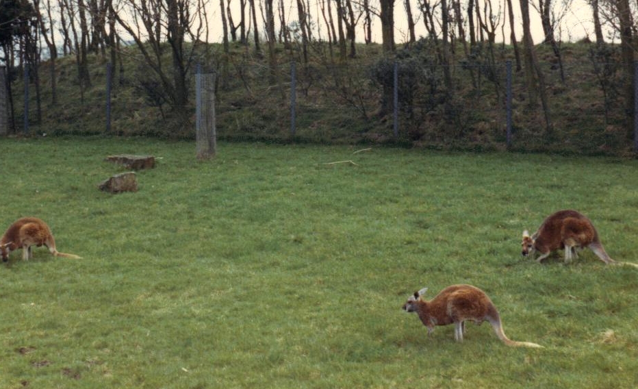 kangaroo 1987
