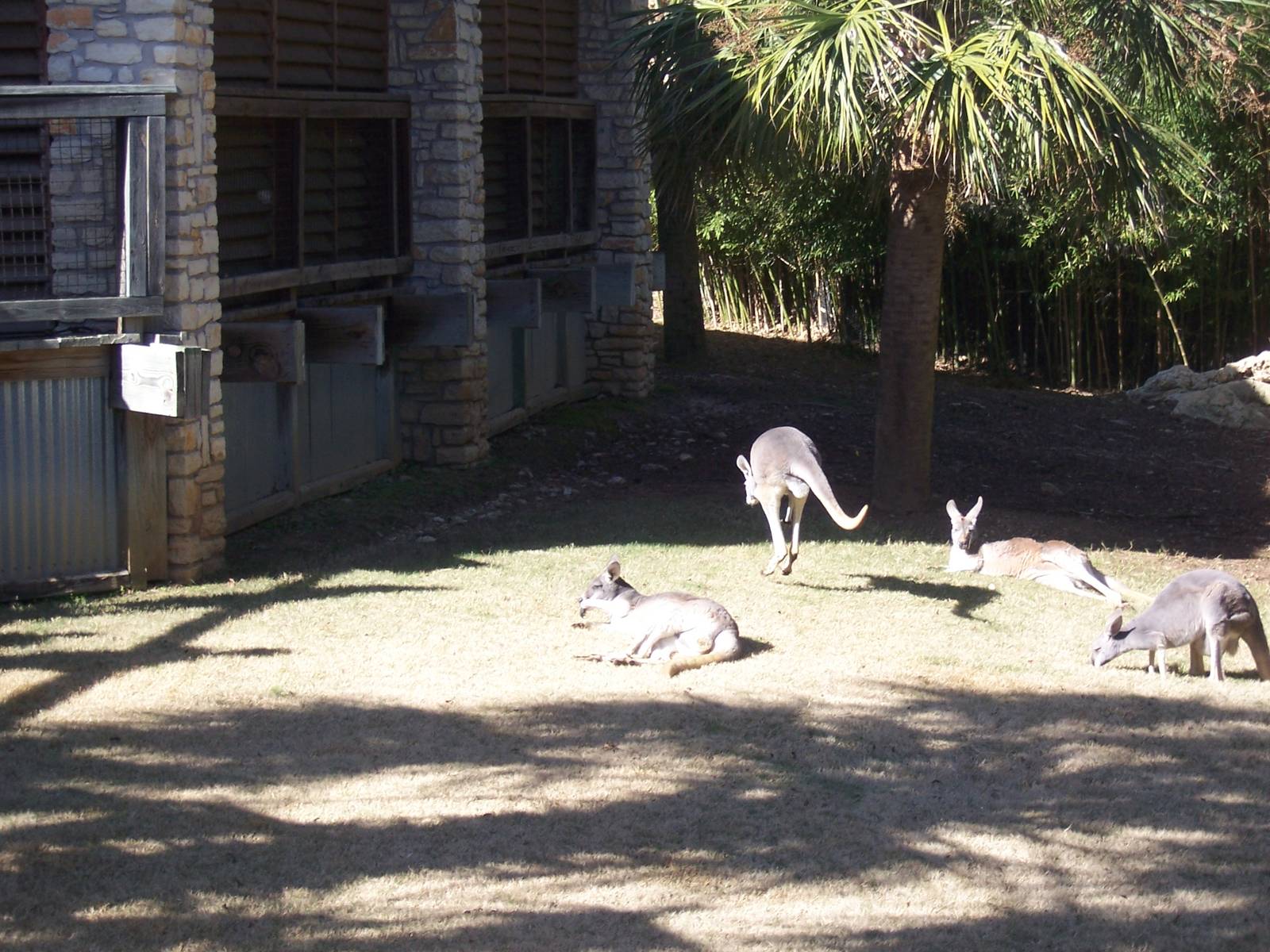 Kangaroo 2007