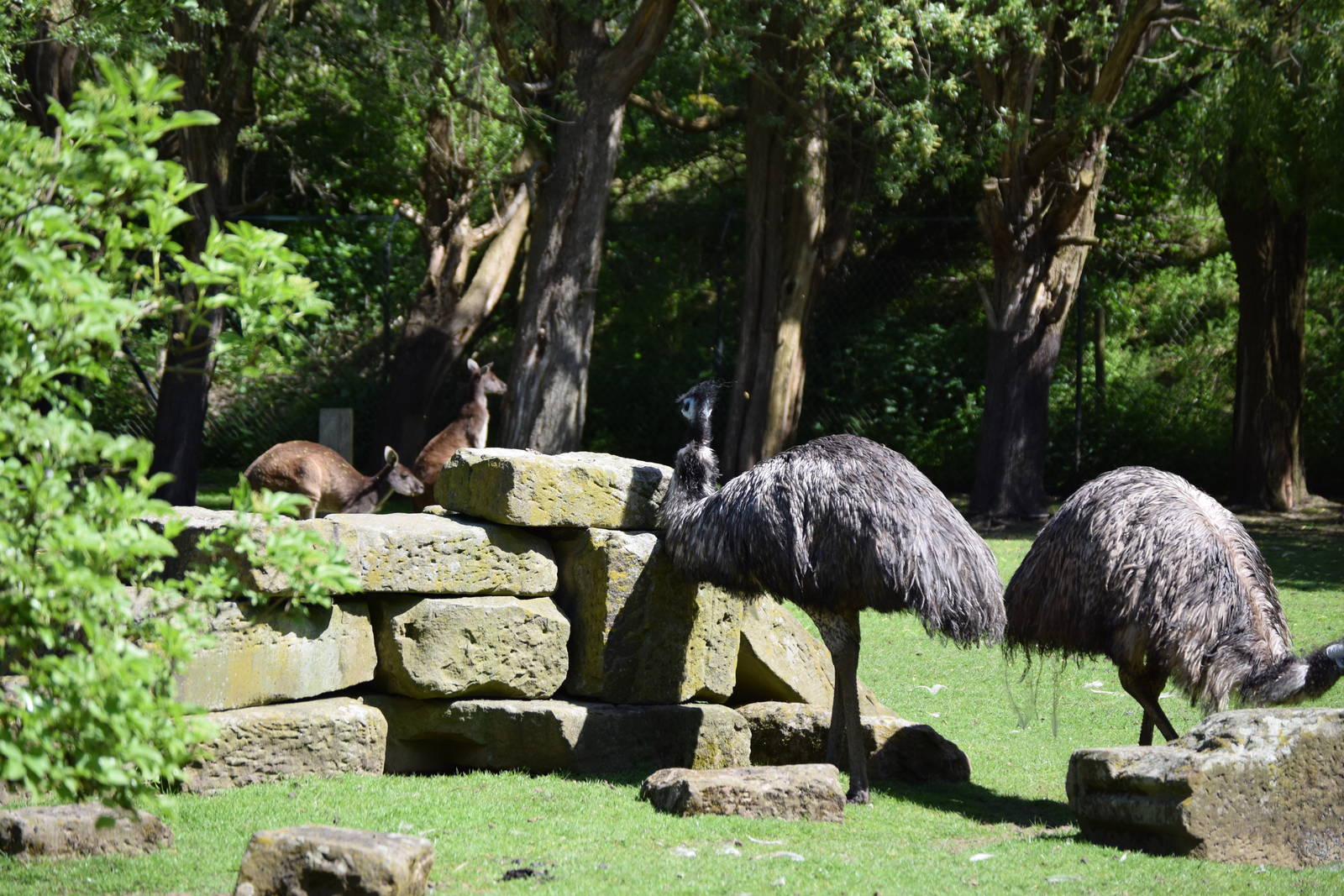 Kangaroo and Emu