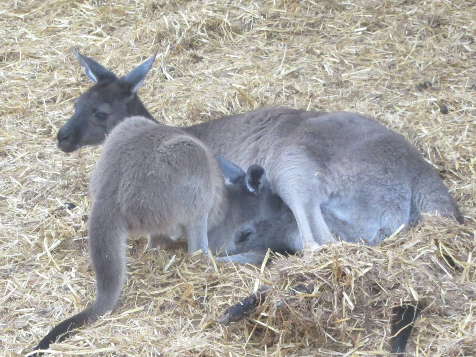 Kangaroo and her joey