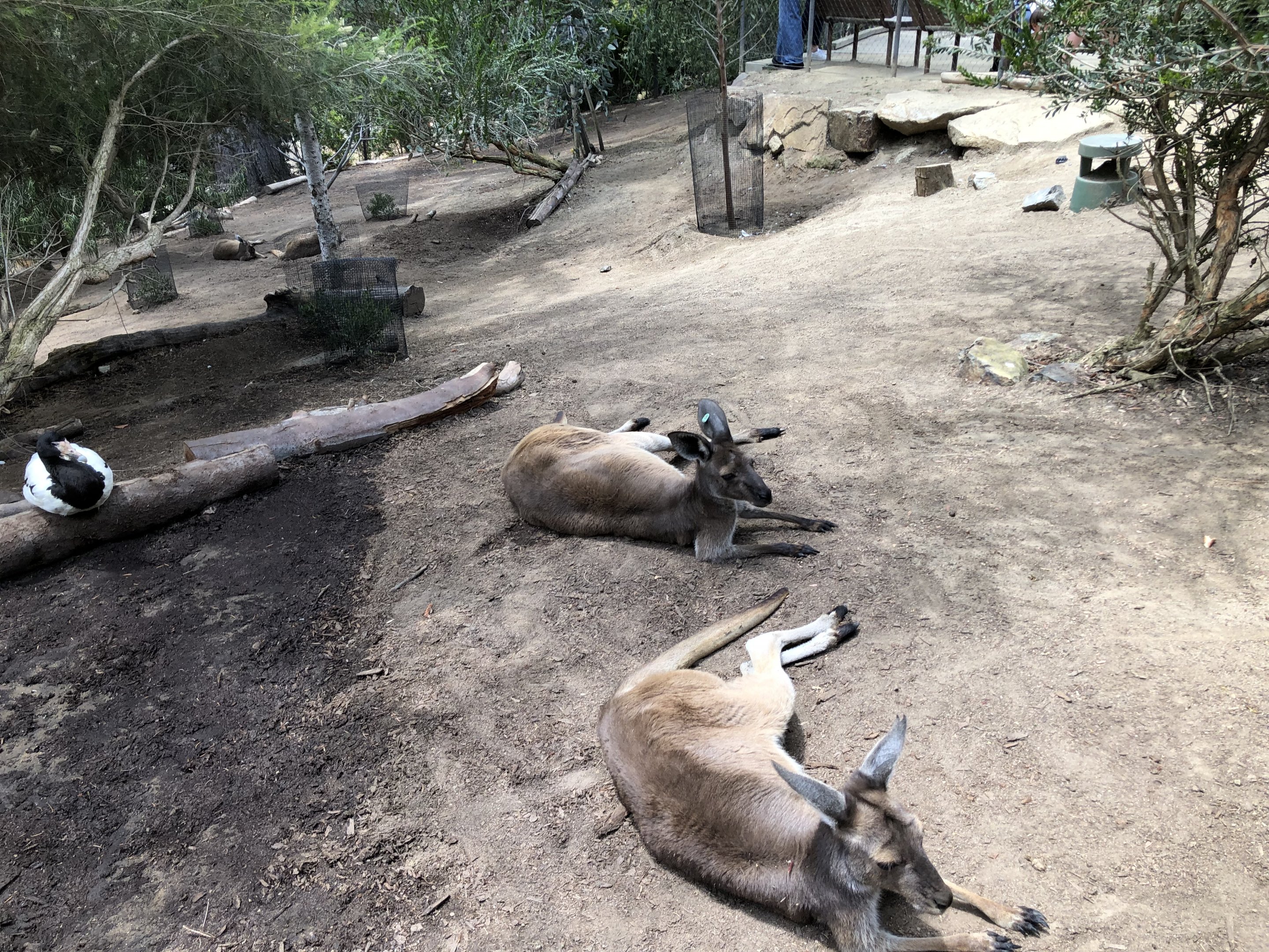 Kangaroo and magpie goose exhibit