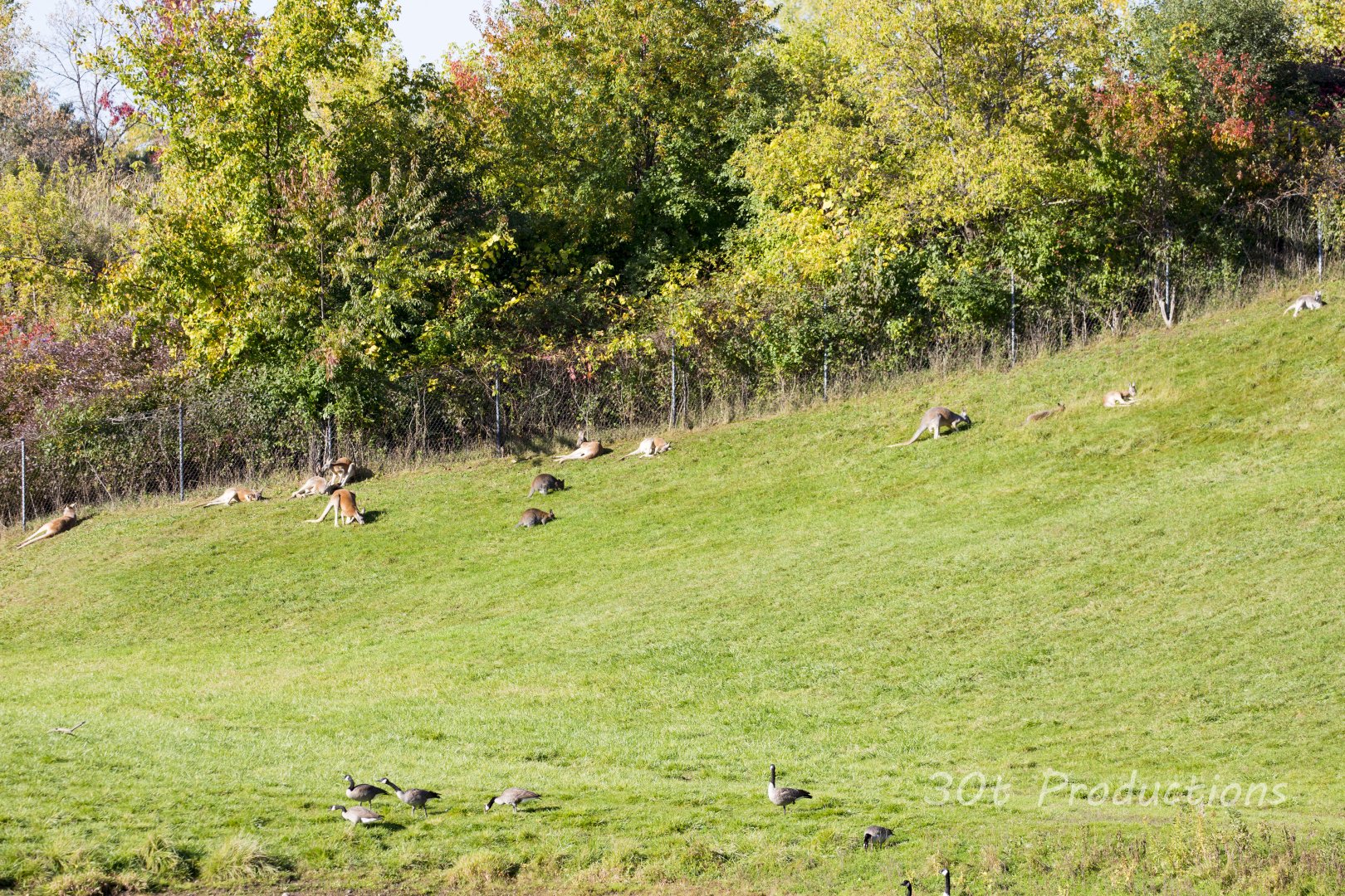 Kangaroo and Wallabies on hillside