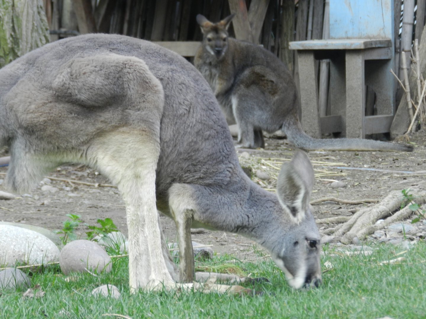 Kangaroo and wallaby - Buin zoo